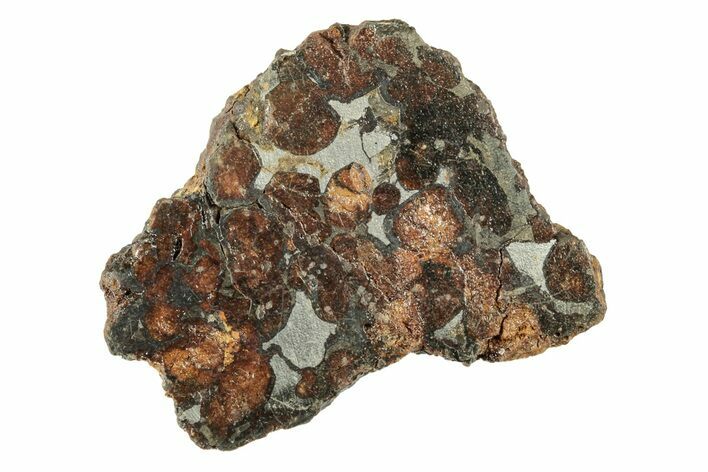 Polished Sericho Pallasite Meteorite ( grams) - Kenya #243356
